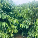 Bán đất vườn cà phê 2.2 ha ở Đắk Nông - Ảnh thu nhỏ 3