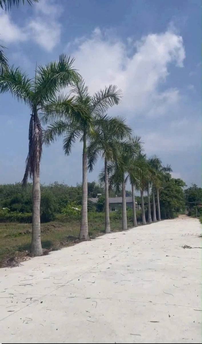 Bán đất 5.452m² An Điền Bến Cát, 10,5 tỷ - Ảnh thu nhỏ 3