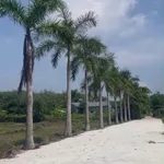 Bán đất 5.452m² An Điền Bến Cát, 10,5 tỷ - Ảnh thu nhỏ 3