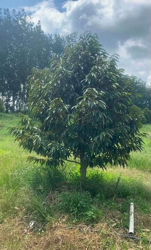 Bán đất 4 héc-ta Tân Phước Đồng Phú Bình Phước 6,7 tỷ
