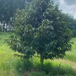 Bán đất 4 héc-ta Tân Phước Đồng Phú Bình Phước 6,7 tỷ - Ảnh thu nhỏ 1