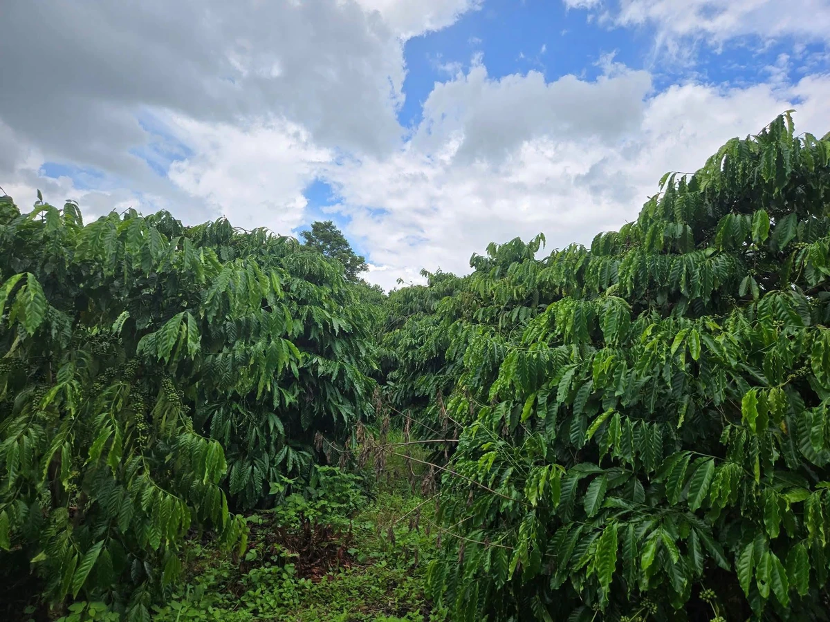 Bán đất 2,1 hectare Đắk Min, Đắk Nông, giá 1 tỷ 850 triệu - Ảnh thu nhỏ 3