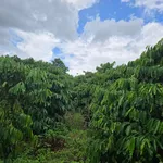 Bán đất 2,1 hectare Đắk Min, Đắk Nông, giá 1 tỷ 850 triệu - Ảnh thu nhỏ 3