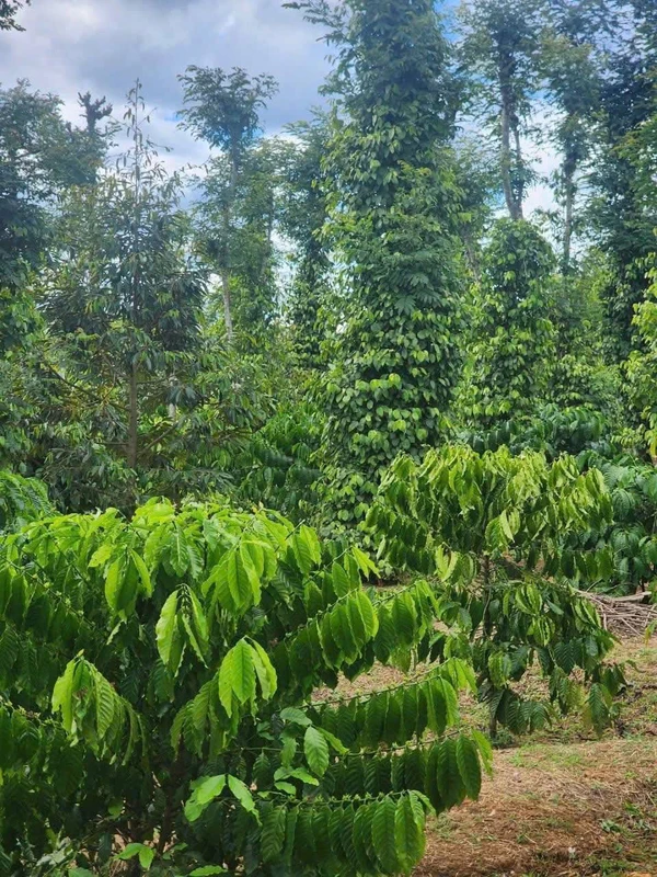 Bán đất nông nghiệp lô góc 2 mặt tiền 22x48m giá 690 triệu tại Buôn Bông, Ea Kao