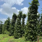 Bán đất 8 sào 1 tỷ 260 triệu Nam Bình Bình Dương - Ảnh thu nhỏ 3