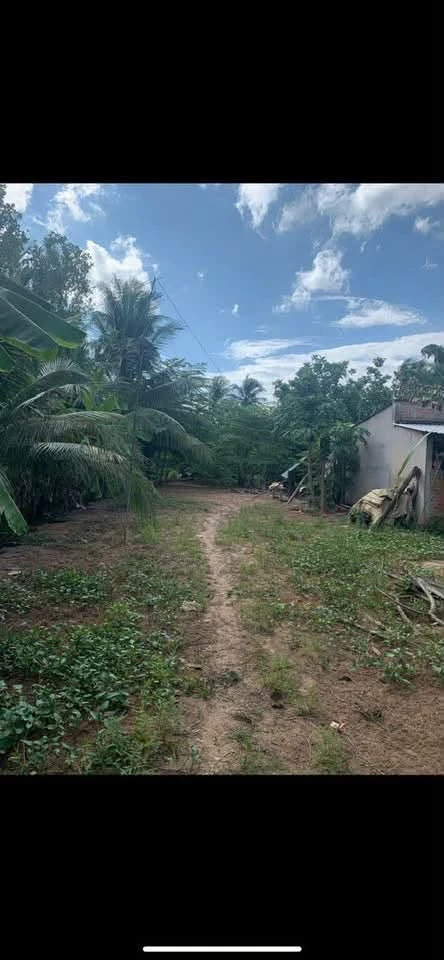 Bán đất mặt tiền lộ nhựa 500m² Bến Tre - Ảnh thu nhỏ 2