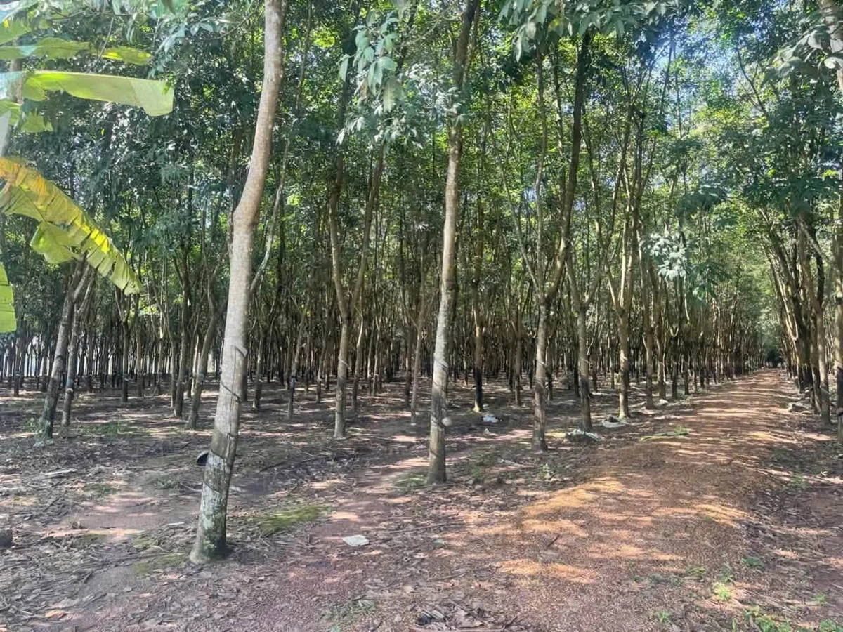 Bán đất 8900m2 mặt tiền 50m ở Bình Cơ, giá 7 tỷ - Ảnh thu nhỏ 3