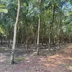 Bán đất 8900m2 mặt tiền 50m ở Bình Cơ, giá 7 tỷ - Ảnh thu nhỏ 3