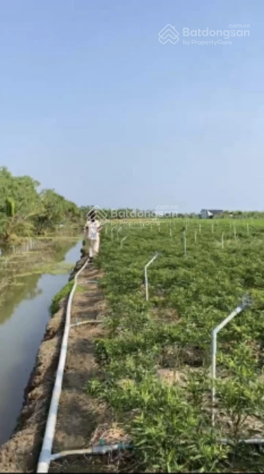 Hot! Bán đất ruộng đã lên líp trồng rau 2.000m2, có sổ, tưới tự động, Gò Công Đông, Tiền Giang - Ảnh thu nhỏ 2