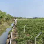 Hot! Bán đất ruộng đã lên líp trồng rau 2.000m2, có sổ, tưới tự động, Gò Công Đông, Tiền Giang - Ảnh thu nhỏ 2