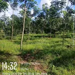 Bán 1.6 ha cao su tại Đồng Phú, Bình Phước, giá 1 tỷ 6 - Ảnh thu nhỏ 2