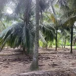 Bán đất vườn dừa 6,8 công Thới Lai 4,1 tỷ - Ảnh thu nhỏ 4