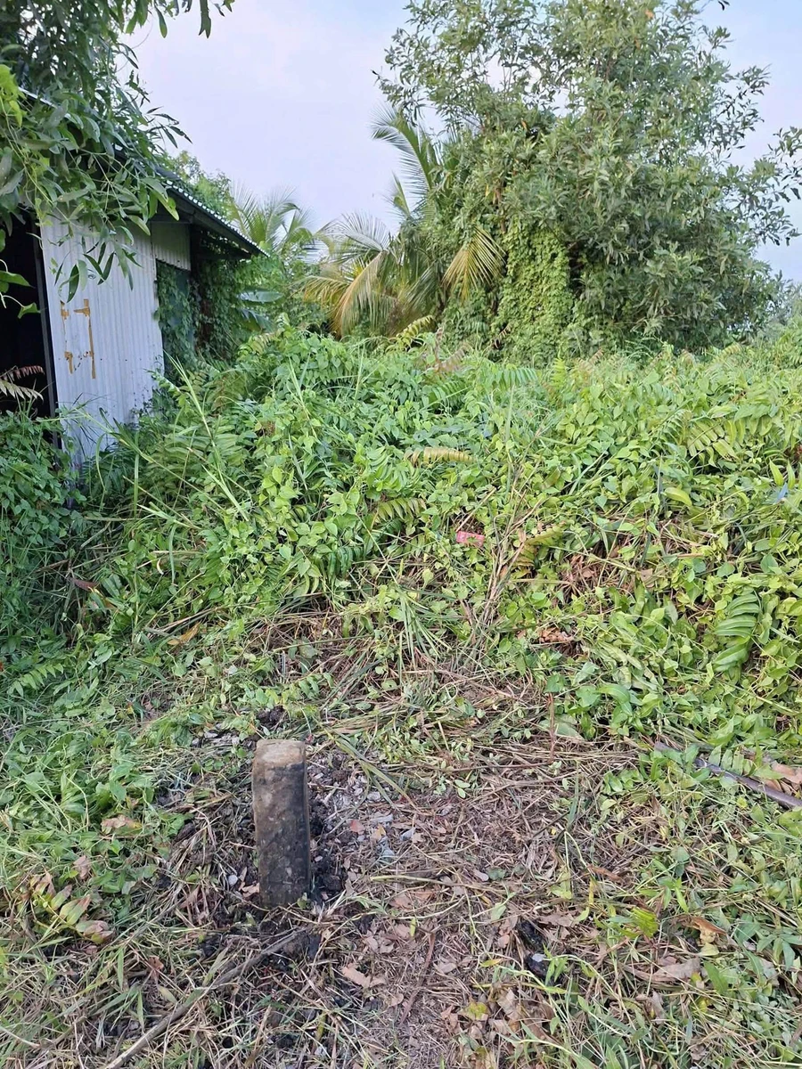 Bán 1200m2 đất vườn ấp 3 Tân Thành, Thủ Thừa, Long An giá 550 triệu - Ảnh thu nhỏ 2