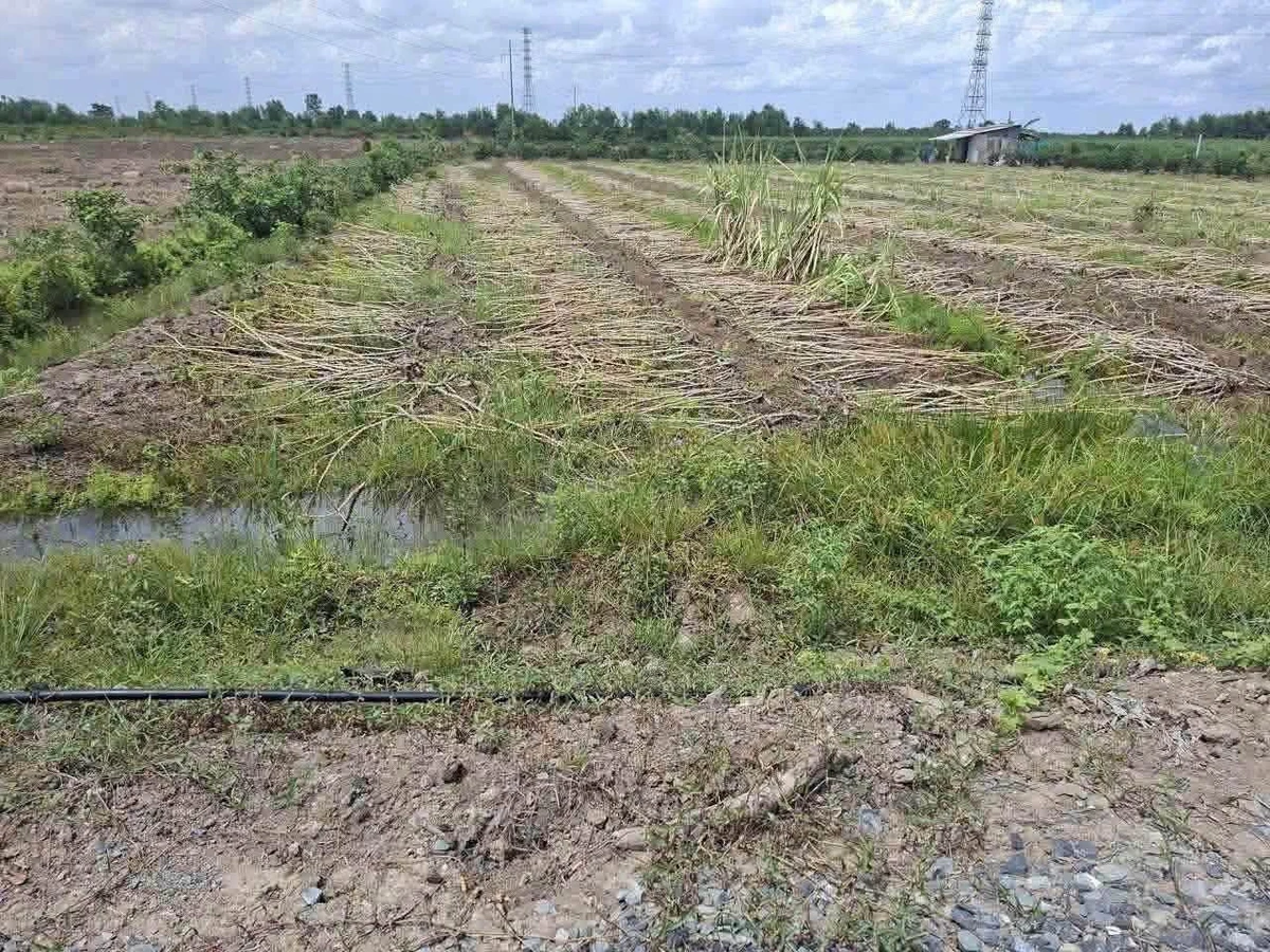 Bán 1000m đất vườn 12x84m Bình Đức, Bến Lức, Long An - Ảnh 1