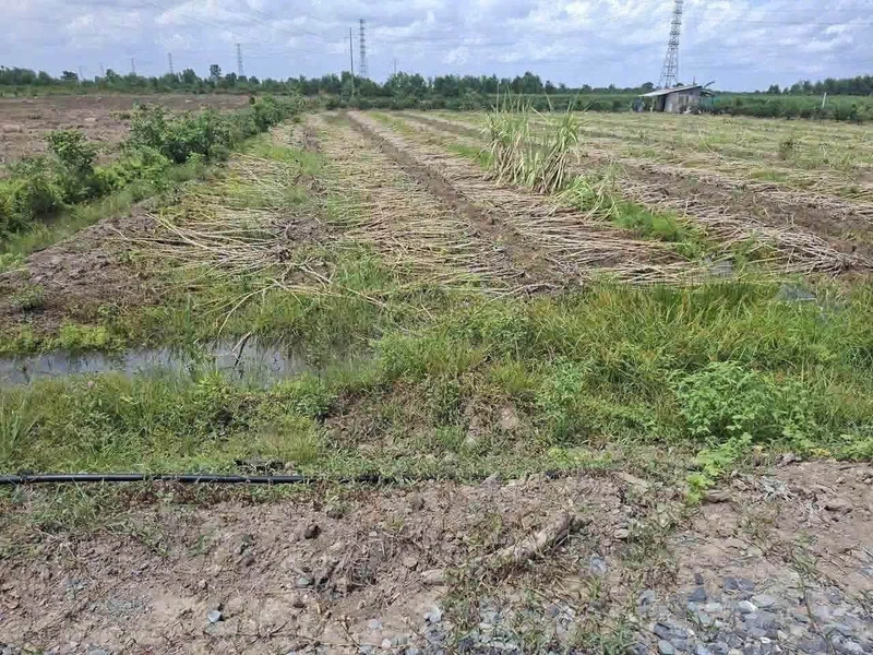 Bán 1000m đất vườn 12x84m Bình Đức, Bến Lức, Long An