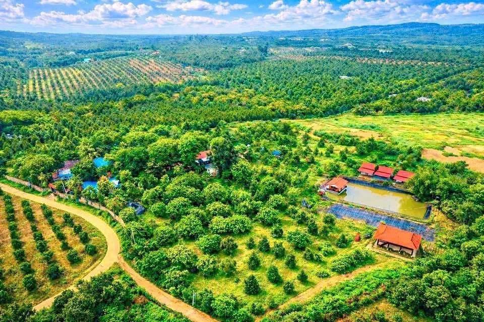 Bán đất nông nghiệp 25.000m2 Nam Cát Tiên Đồng Nai, 450 cây sầu riêng - Ảnh thu nhỏ 4