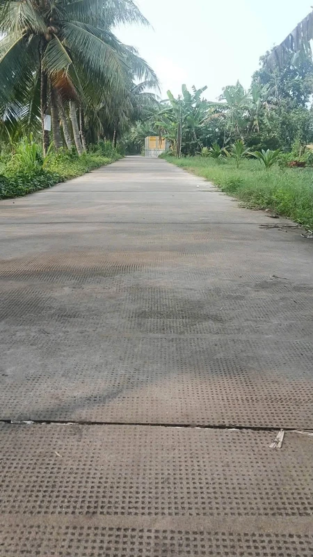 Bán đất vườn dừa 1090m² Xã Tân Thanh, Bến Tre