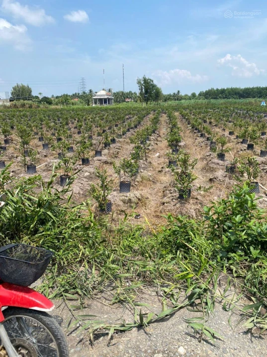 Bán Đất tại xã Thạnh Lợi, 2,4 tỷ, 1139 m2, 15,3m x56m gần chợ Thạnh Lợi , đất CHN chuyển thổ được. - Ảnh 1