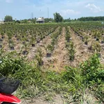 Bán Đất tại xã Thạnh Lợi, 2,4 tỷ, 1139 m2, 15,3m x56m gần chợ Thạnh Lợi , đất CHN chuyển thổ được. - Ảnh thu nhỏ 1