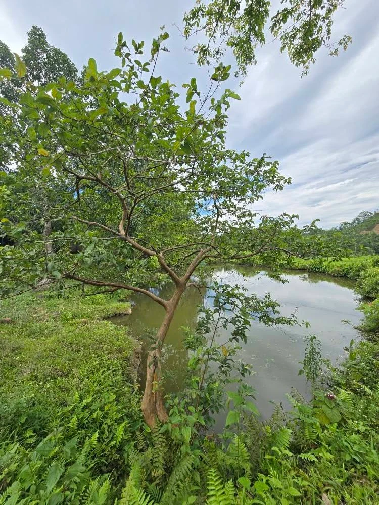 Bán 12.000m² đất bám suối Đà Bắc Hòa Bình 5 tỷ - Ảnh thu nhỏ 4