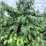 Bán đất Ea Tiêu, Đắk Lắk, 8,4 sào, 285 triệu/sào - Ảnh thu nhỏ 2