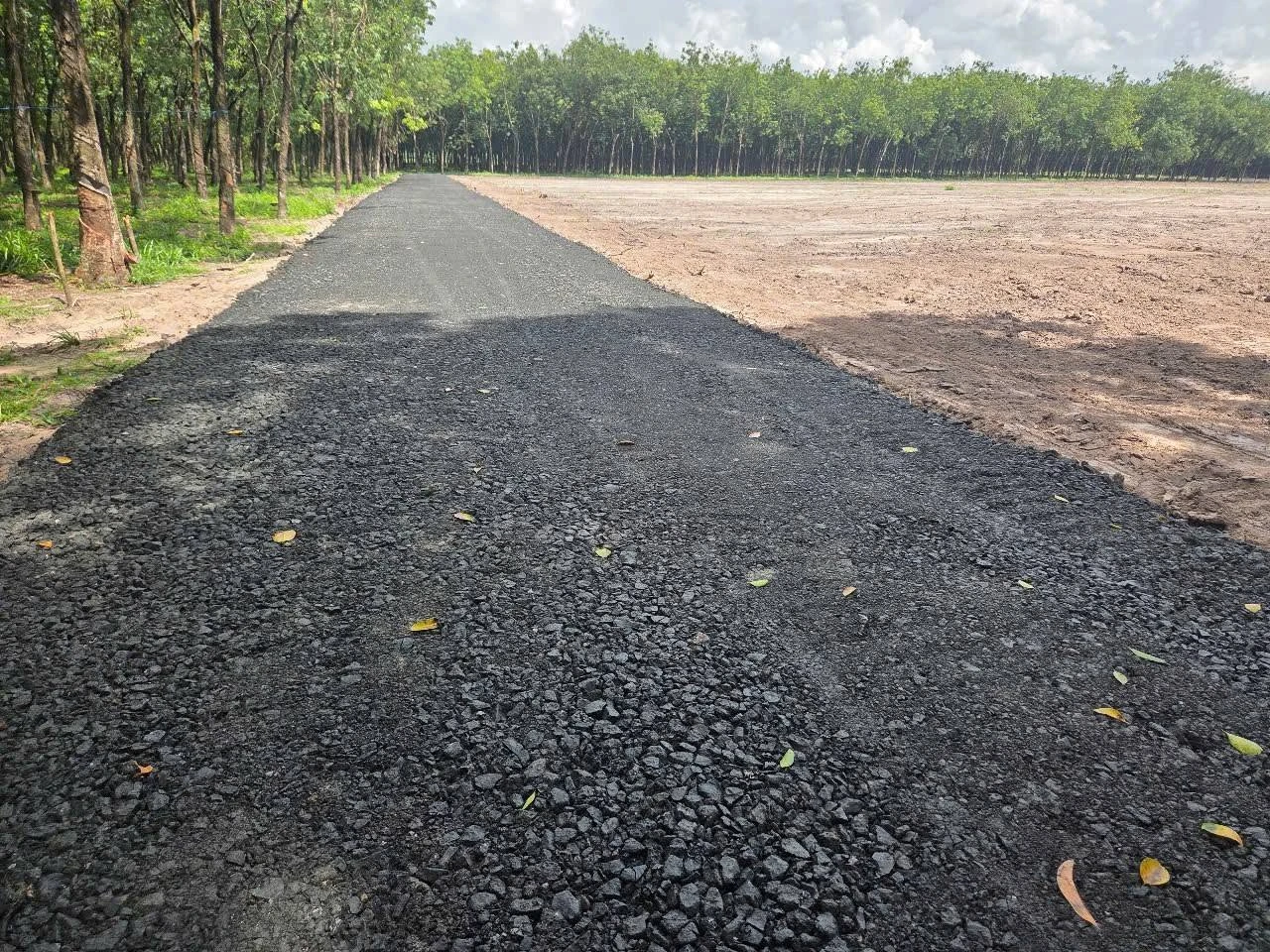 Đất mặt tiền Giồng Cà, Bình Minh, Tây Ninh (20x50m hoặc 10x50m) - Ảnh 1