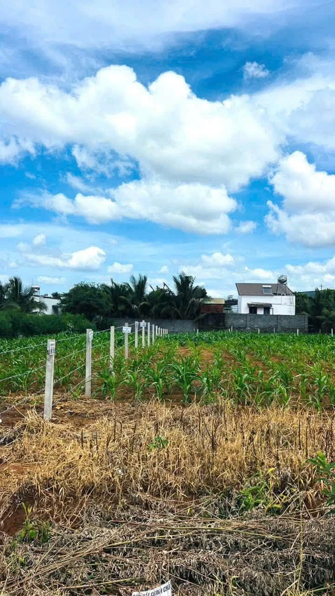Bán 2 lô liền kề 450m² Thôn 8 Cư Êbur giá 1 tỷ 850 - Ảnh 1