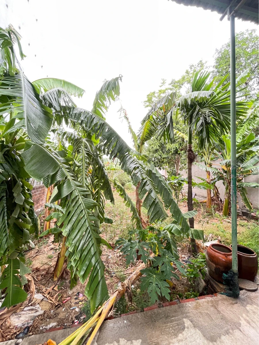 Bán nhà cấp 4 mặt tiền Quốc Lộ 1a 800m2 Long Mỹ - Ảnh thu nhỏ 4