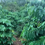 Bán 5,7ha đất nông nghiệp Đắk Mil Lâm Đồng 82tr/sào - Ảnh thu nhỏ 1
