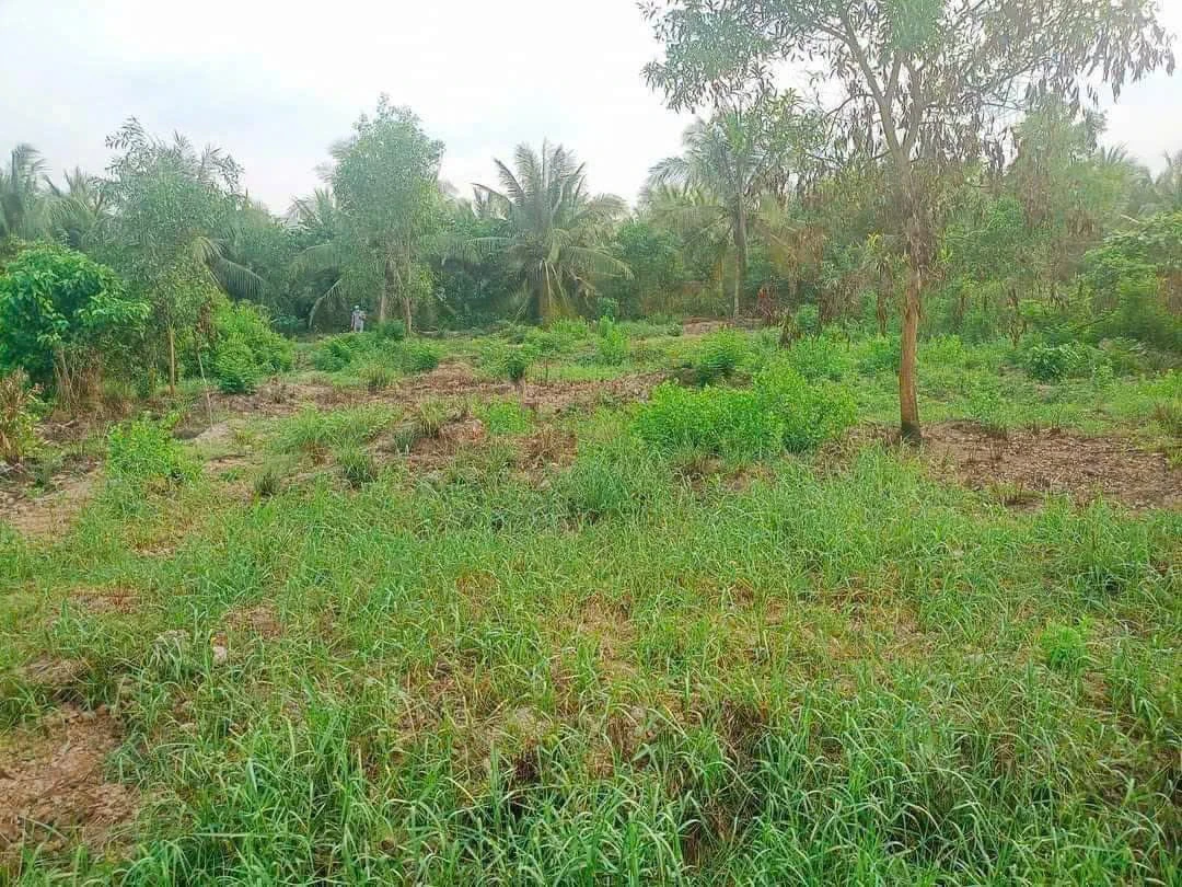 Bán đất nền 500m² ở Xã Lộc Thuận, Bến Tre giá 130 triệu - Ảnh thu nhỏ 2