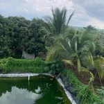 Bán vườn nhãn 4,3 mẫu, 600m2 thổ cư, 3 mặt tiền, giá 25 tỷ tại Cẩm Mỹ, Đồng Nai - Ảnh thu nhỏ 2