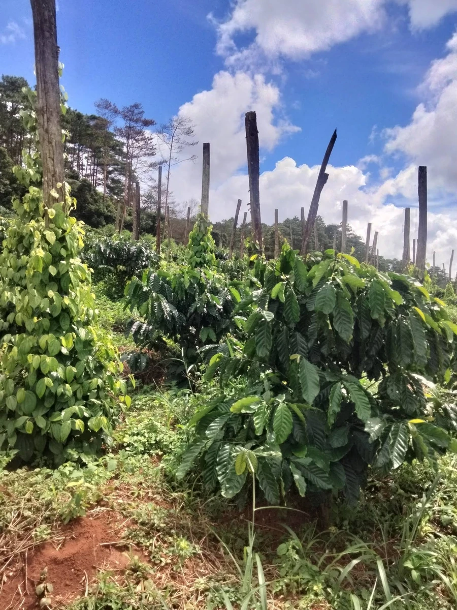 Bán đất 1.2 ha, 950 triệu ở Tuy Đức, Đắk Nông - Ảnh 1