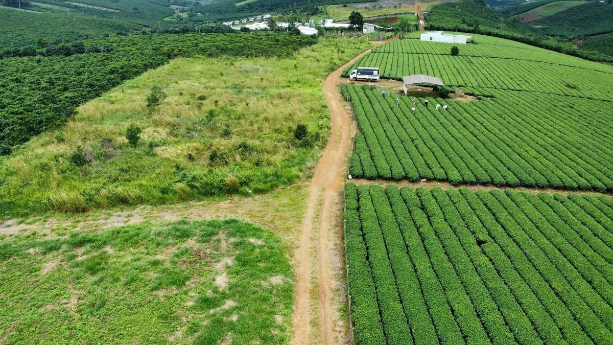Bán đất 1,33ha thổ cư tại B'lá, Lâm Đồng - Ảnh 1