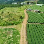 Bán đất 1,33ha thổ cư tại B'lá, Lâm Đồng - Ảnh thu nhỏ 1