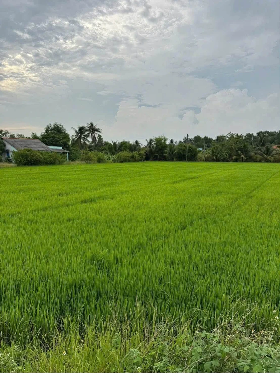 Bán đất 3.911m² Long An/Tây Ninh, sát cao tốc TP.HCM - Trung Lương - Ảnh thu nhỏ 4
