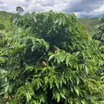 Bán đất nông nghiệp 2.4 ha Quảng Tân Hóc Môn 4.2 tỷ - Ảnh thu nhỏ 1