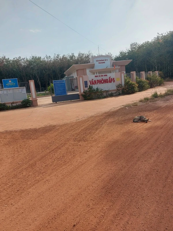 Bán đất Tân Hưng Bầu Bàng 252m² giá 1,1 tỷ