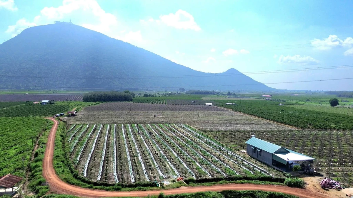 Bán đất 500m² Tây Ninh, ĐT790, giá 200-390 triệu - Ảnh thu nhỏ 3