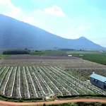 Bán đất 500m² Tây Ninh, ĐT790, giá 200-390 triệu - Ảnh thu nhỏ 3