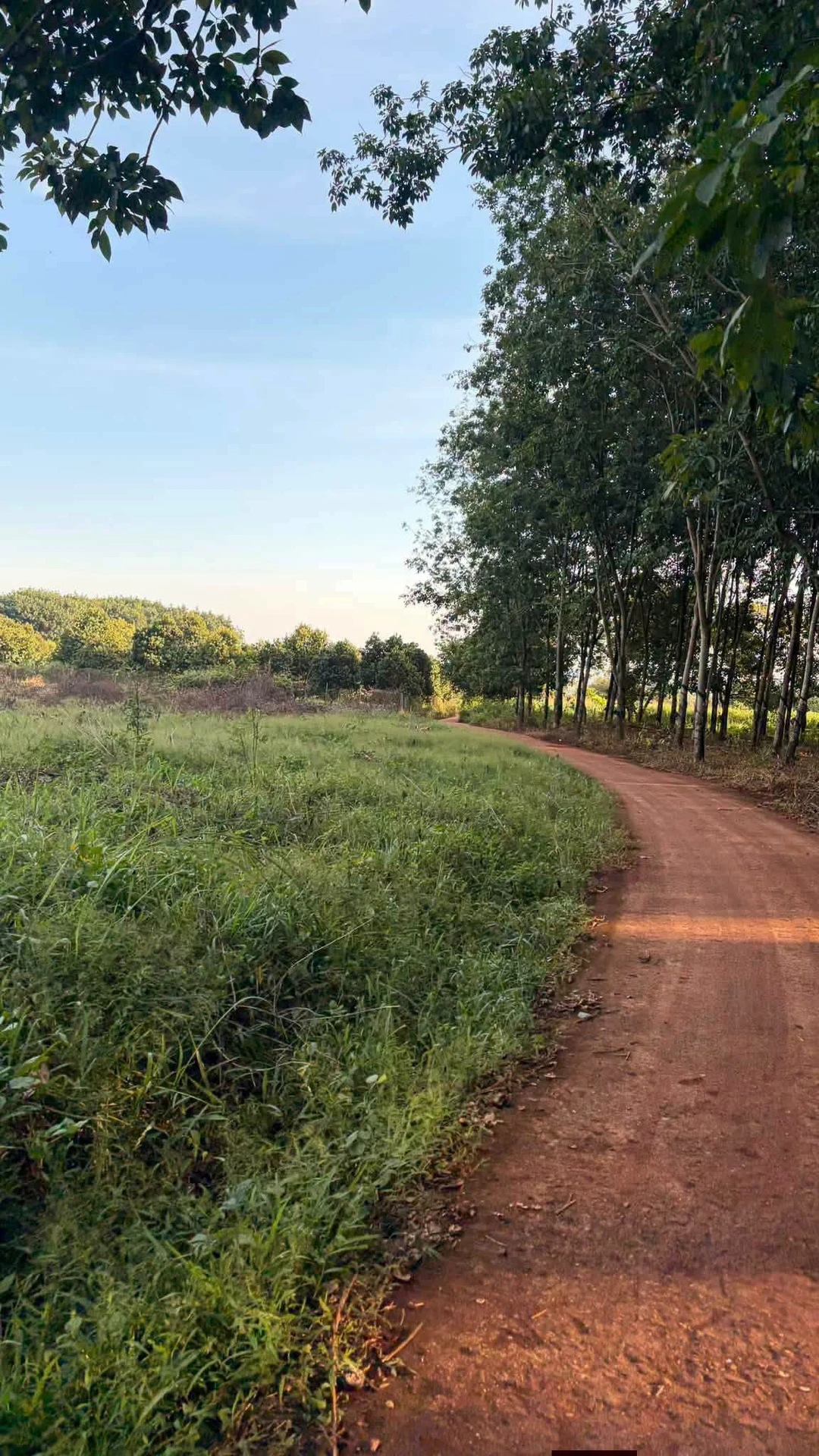 Bán lô đất 10.600m² bazan Bù Đốp - Ảnh 1