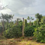 Bán đất rẫy Lâm Đồng 11000 m² giá 1,85 tỷ - Ảnh thu nhỏ 5
