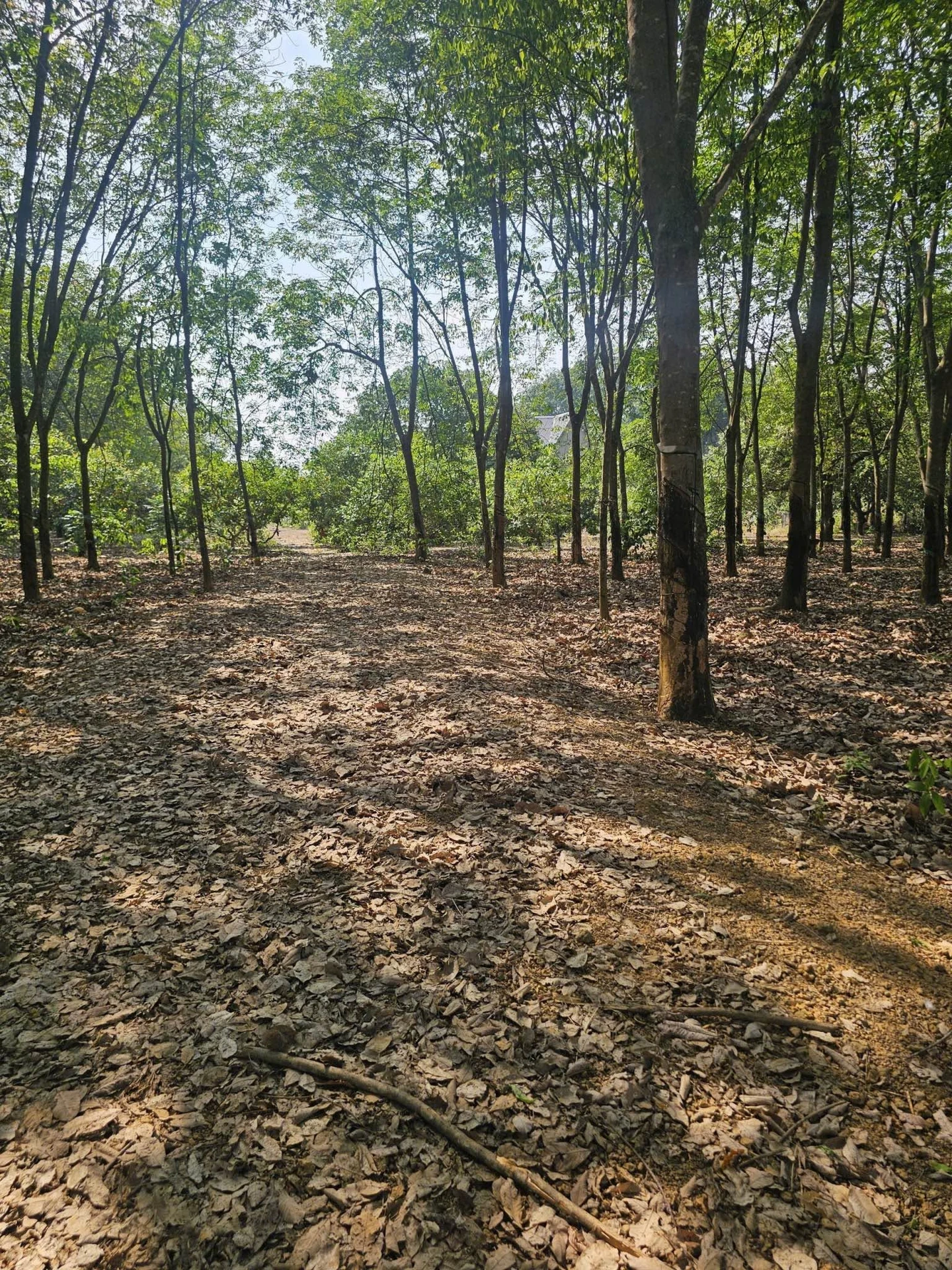 Bán đất 4800 m² Đồng Phú, Đồng Nai, giá 2.1 tỷ - Ảnh 1