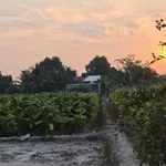 Bán đất 1,7ha Hảo Đước, Châu Thành, Tây Ninh, mặt tiền lớn, có 3.800m² đất thổ cư - Ảnh thu nhỏ 1