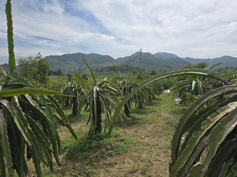 Bán đất Sông Phan Bình Thuận 7000m² sổ hồng