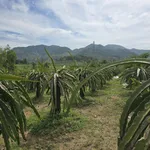 Bán đất Sông Phan Bình Thuận 7000m² sổ hồng - Ảnh thu nhỏ 1