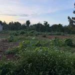 Bán lô đất xã Erong, Cần Giờ, 300m² giá 300 triệu - Ảnh thu nhỏ 1