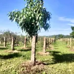 Bán lô đất CLN 6000m² Hàm Thuận Bắc, giá 1.6 tỷ - Ảnh thu nhỏ 2