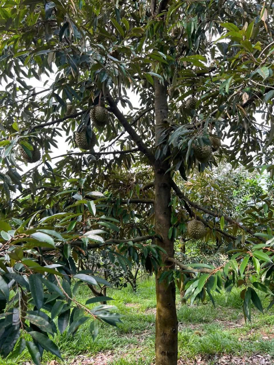 Bán vườn 8.586,7m² Thanh Sơn Đồng Nai 1 tỷ 500 triệu - Ảnh 1