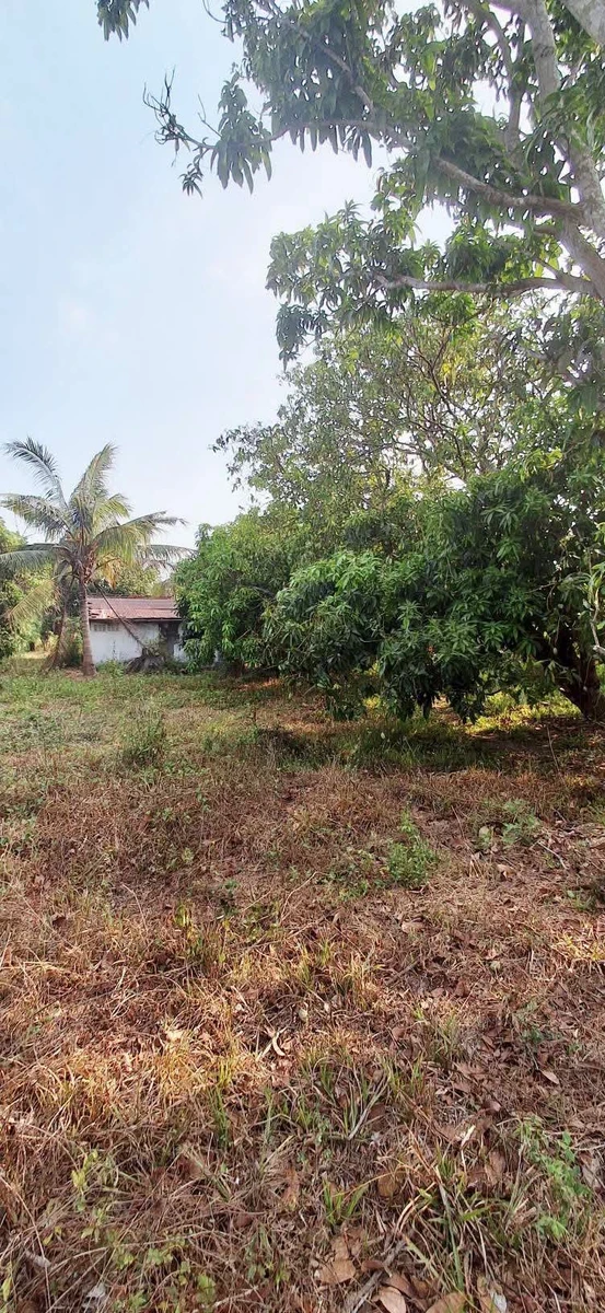 Bán đất 2400m² thổ cư 200m² Bình Thuận, Bình Thạnh - Ảnh thu nhỏ 4