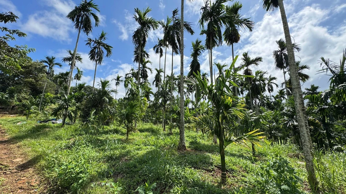 Bán đất 5000m² Trần Quý Cáp view hồ EaTam 7 tỷ 5 - Ảnh thu nhỏ 3